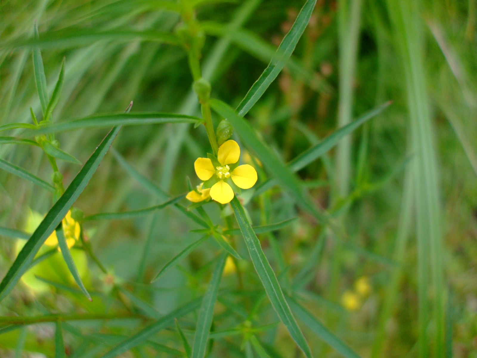 Ludwigia linearis